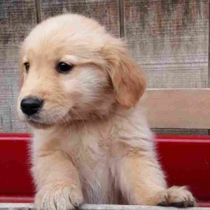 Chris A Light Golden Male Golden Retriever Puppy 631634 Puppyspot
