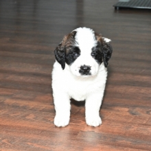 Saint Bernard Breed Characteristics Puppyspot