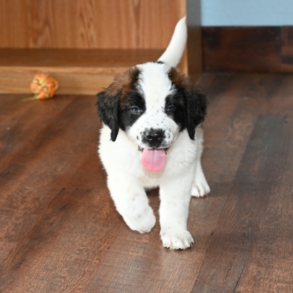 Molly Saint Bernard Puppy 632384 Puppyspot Molly Saint Bernard Puppy 632384