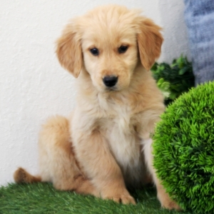 Diva A Golden Female Golden Retriever Puppy 632404 Puppyspot