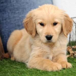 Diva A Golden Female Golden Retriever Puppy 632404 Puppyspot