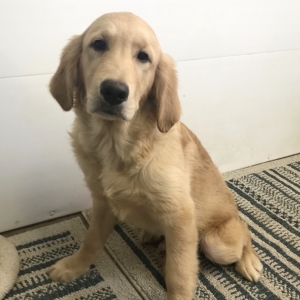 top quality golden retriever puppies