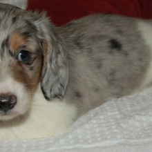 Tyson Dachshund Puppy 633284 Puppyspot