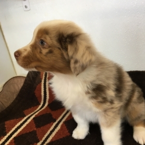 puppyspot australian shepherd