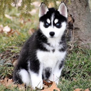 puppyspot husky