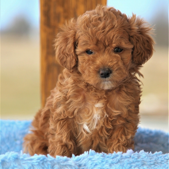 Lacey Goldendoodle Puppy 635334 | PuppySpot