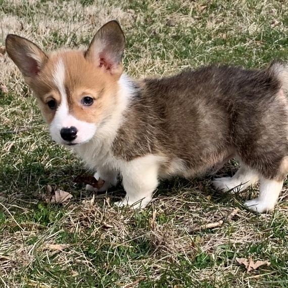 Kirby A Sable Male Pembroke Welsh Corgi Puppy 635644 Puppyspot