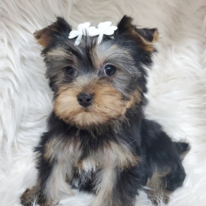 yorkshire terrier family