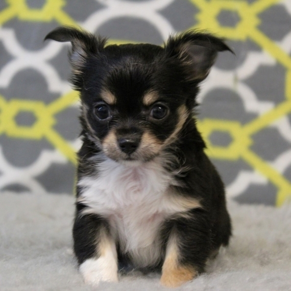 adorable chihuahua puppies