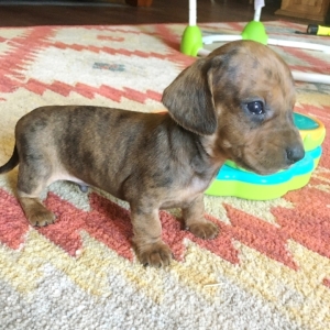 4 week old dachshund puppies