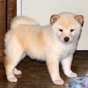 shiba inu in the snow
