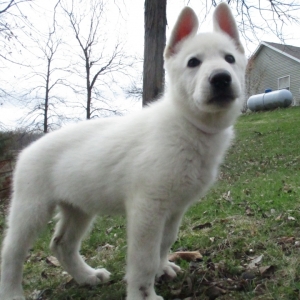 halo german shepherds