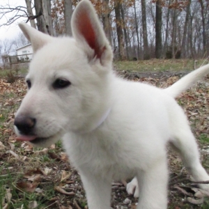 halo german shepherds