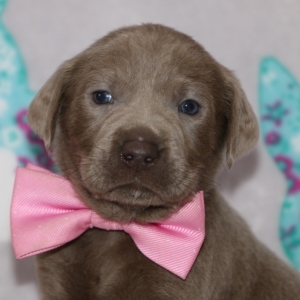 silver bow labradors