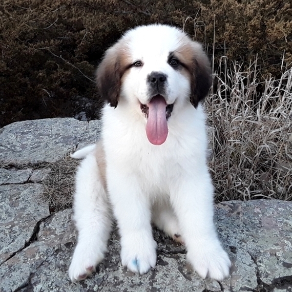 st bernard cute puppies