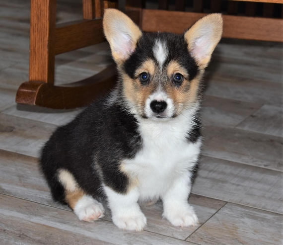 Duke Pembroke Welsh Corgi Puppy 637934 Puppyspot