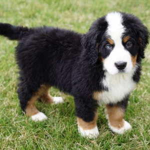 bernese mastiff puppies