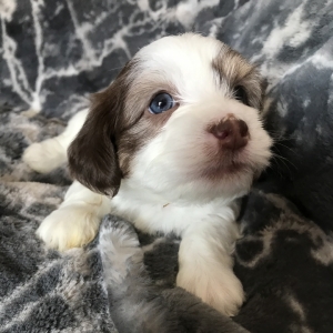 havanese cocker spaniel