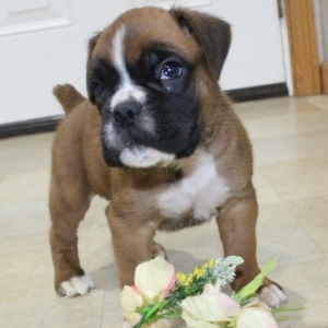pup boxer