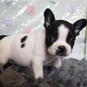 Freckles A Black White Female French Bulldog Puppy Puppyspot