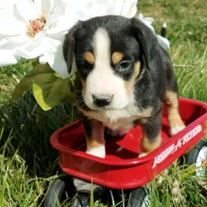 greater swiss puppies
