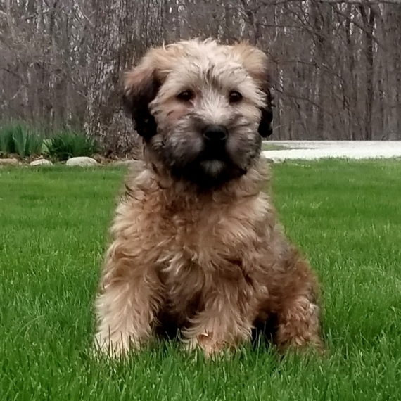 american soft coated wheaten terrier