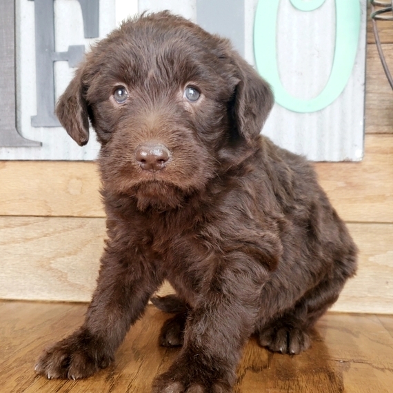 f1 chocolate labradoodle