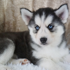 husky puppies alaska