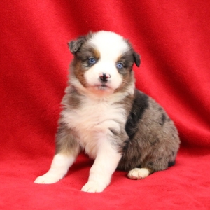 puppyspot australian shepherd