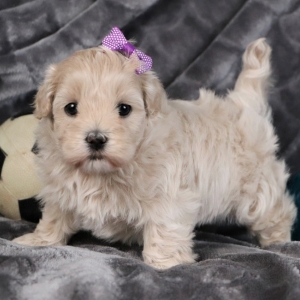 4 week old maltipoo
