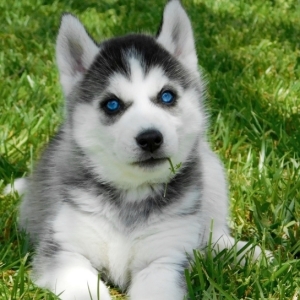 puppyspot husky