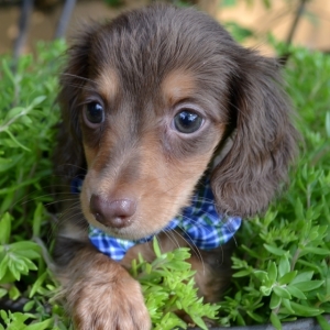 lils dachshund puppies