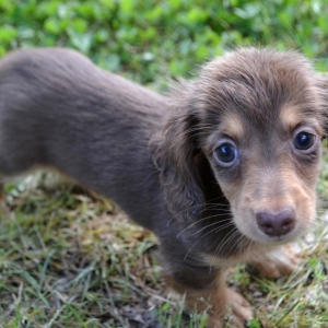lils dachshund puppies