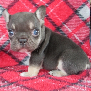 Mack A Chocolate Fawn Male French Bulldog Puppy 644234 Puppyspot