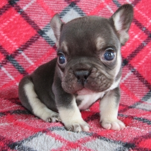 Mack A Chocolate Fawn Male French Bulldog Puppy 644234 Puppyspot