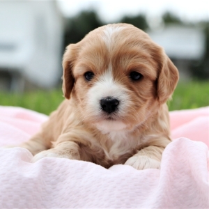 ava puppy medium breed