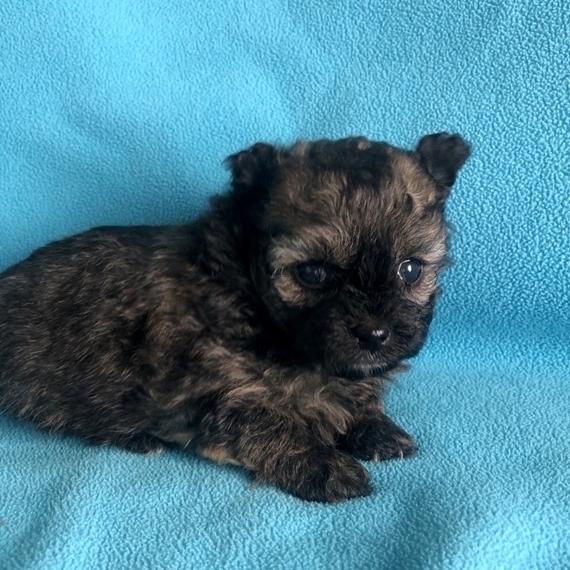pomapoo puppies for sale pets4homes