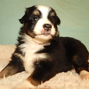 star bright miniature australian shepherd