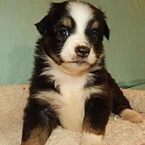 star bright miniature australian shepherd