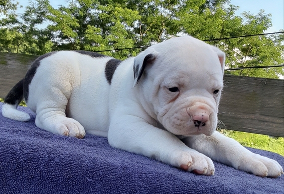Jackson A White Brindle Male American Bulldog Puppy 648124 Puppyspot