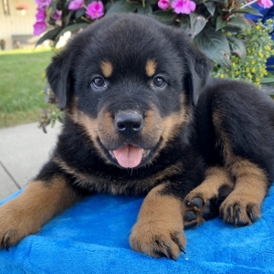 puppyspot rottweiler