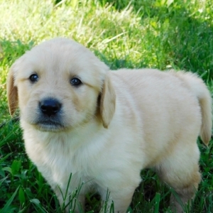dakota retriever puppies