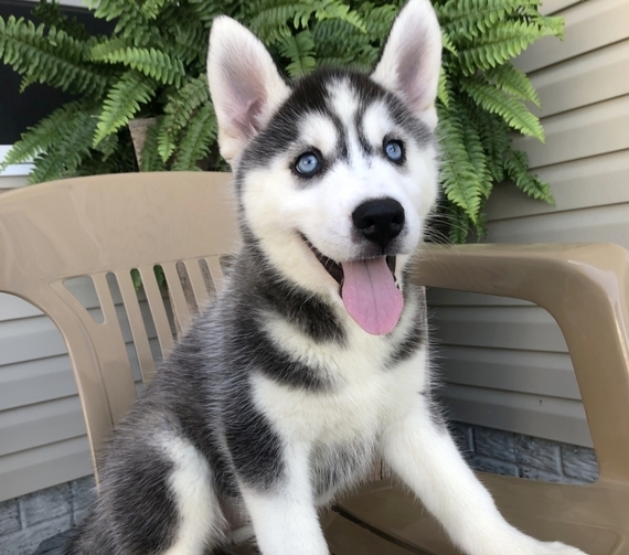 female siberian husky for sale