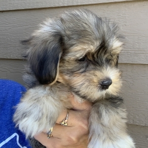 havanese teddy bear puppies for sale