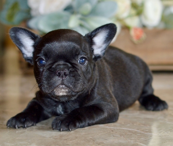 seal brindle french bulldog
