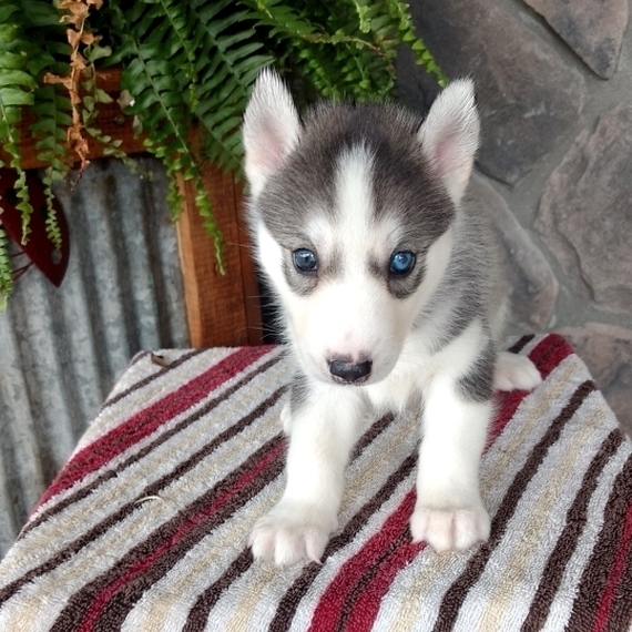 Ralph A Gray White Male Siberian Husky Puppy 649974 Puppyspot