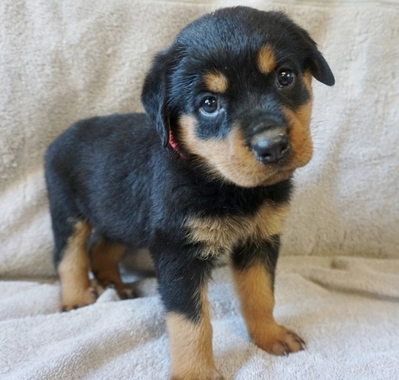 rose red rottweilers