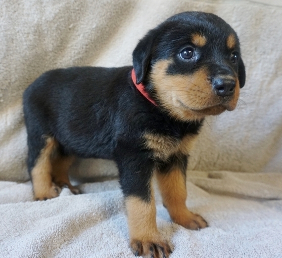 Rose Rottweiler Puppy 650264 PuppySpot