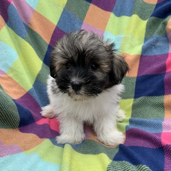sable havanese puppies