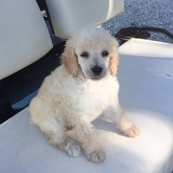 Paris, a Cream Female Poodle Puppy 652184 PuppySpot